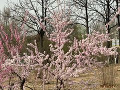 -大兴滨河森林公园