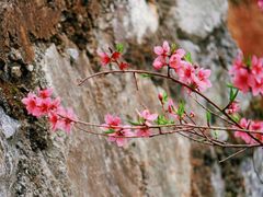 -婺源风景区