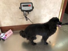 -宠爱国际动物医院· 猫科· 外科·中兽医(长白店)