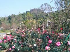 -东莞植物园
