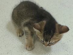 -天宠宠物医院24小时·急重症诊疗中心·全科·腔镜特色(和平分院)