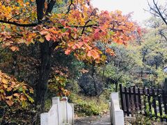 -阳台山自然风景区