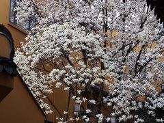 -龙华寺