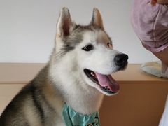 -Husky Go! 哈士奇体验馆·宠物咖啡厅狗咖