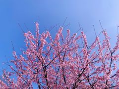 -顾村公园