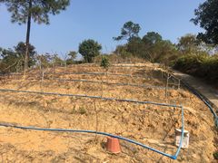 -彩虹桥宠物火化殡葬善终服务(金乐大厦店)