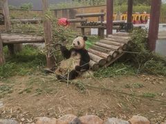 -杭州野生动物世界