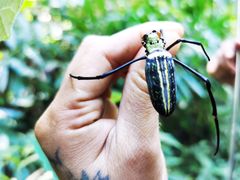 -西双版纳原始森林公园