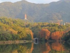 -深圳仙湖植物园