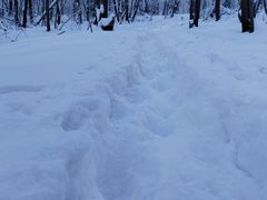 -哈尔滨北方森林动物园