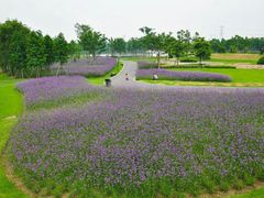 -石家庄市植物园