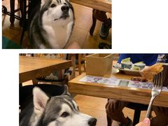 -more than meow吴止猫主题餐厅(承德 中船汇店)