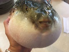 -天正河鲀·河豚亭(大连店)