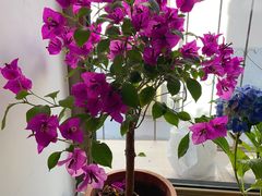 -中环花鸟鱼虫市场
