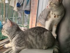 -乐琪宠物医院·犬猫专科·骨外科·急重症