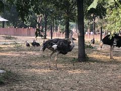 -石家庄市动物园