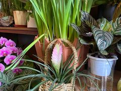 -静岸花卉园艺(三星坊店)