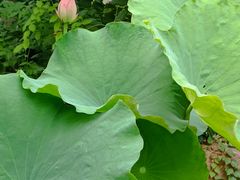 -东山雕花楼