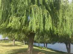 -羊亭河湿地公园