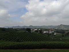 -白茶原·一片叶子