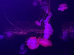 -波塞冬海底世界