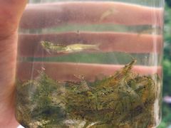 -碓臼峪自然风景区