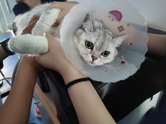 -天使宠物医院·犬猫分诊(彩虹店)