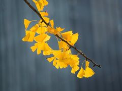 -东方体育中心(地铁站)