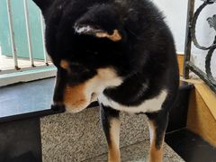 -喜柴咖啡·柴犬狗咖