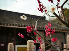 -西园戒幢律寺
