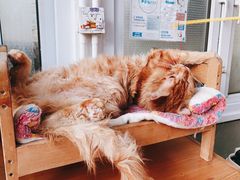 -猫小院猫主题咖啡厅(北锣店)