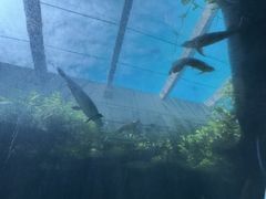 -新加坡水上探险乐园