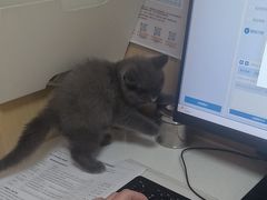-瑞派康怡24h宠物医院·犬猫医疗中心·微创绝育(瑞景分院)