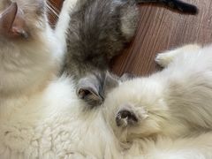 -楼上猫咖(罗湖店)