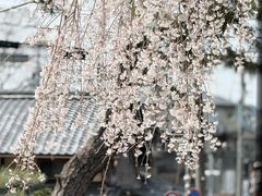 -醍醐寺