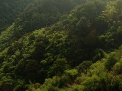 -缙云山景区