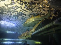 -悉尼海洋生物水族馆
