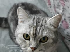 -康爱犬猫诊所·牙专科·骨外科·影像内科(丰宁店)