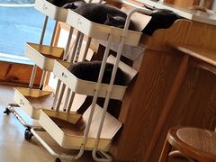 -是阿柴呀！柴犬咖啡·爱喵喵猫咖