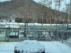 -横道河子东北虎林园