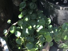 -新疆狼爷烤肉(宋庄店)