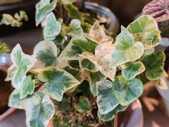 -自由生长植物工作室(深港花卉中心店)