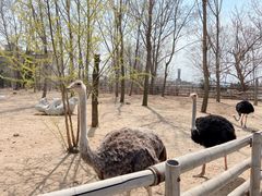 -大连森林动物园