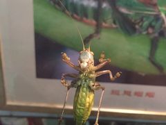 -上海昆虫博物馆