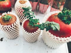 -龙大花卉苗木市场