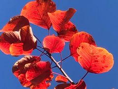 -北京西山国家森林公园