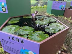 -云溪植物园