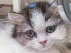 -momokira米努特·德文卷毛猫·棉花面纱犬