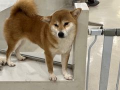 -共舞时光猫咖·狗咖(新街口店)
