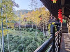 -大唐贡茶院